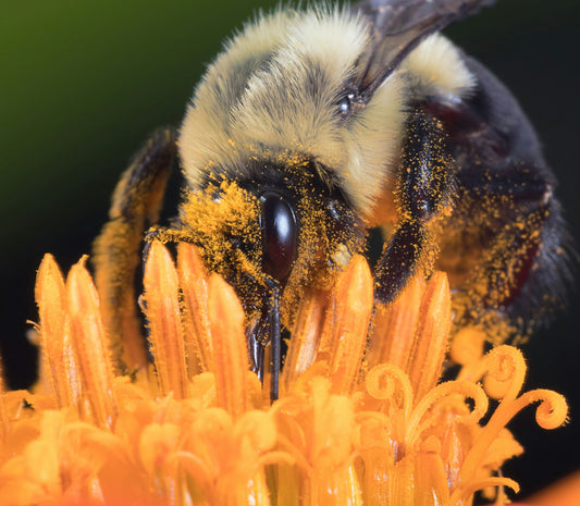 The Essential Role of Bees in Agriculture and Ecosystem Health